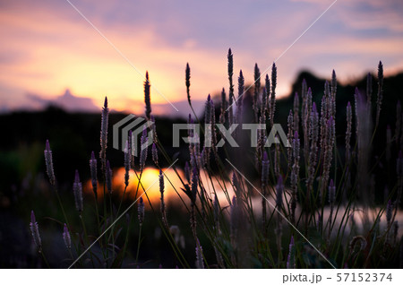 bloom pink flower with natural summer sunset sky bloom pink flower with natural summer sunset sky 57152374
