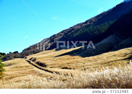晩秋の箱根仙石原すすき草原 晩秋の箱根仙石原すすき草原 57152485