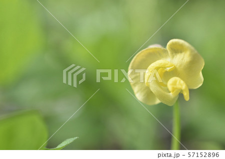 ヤブツルアズキ 57152896