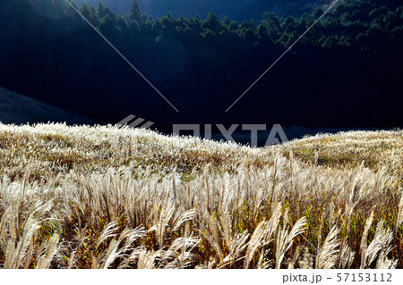 晩秋の箱根仙石原すすき草原 晩秋の箱根仙石原すすき草原 57153112