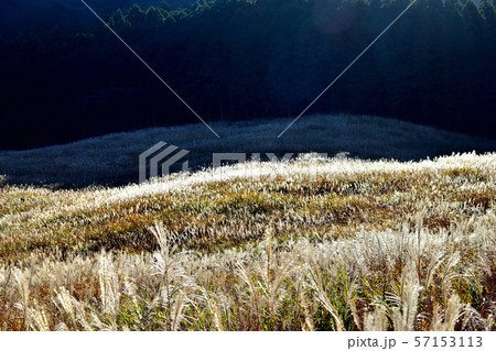 晩秋の箱根仙石原すすき草原 57153113