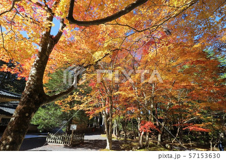 高野山の紅葉 57153630