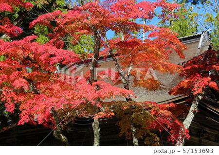高野山の紅葉 57153693