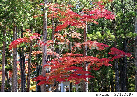 高野山の紅葉 高野山の紅葉 57153697