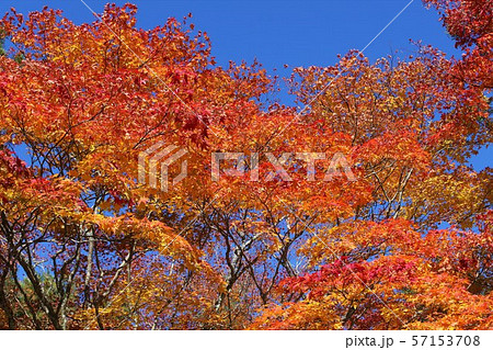 高野山の紅葉 高野山の紅葉 57153708