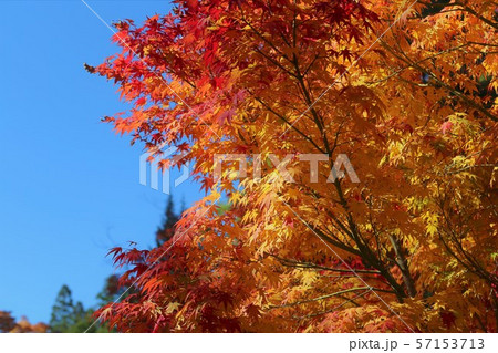 高野山の紅葉 57153713