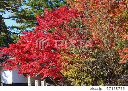 高野山の紅葉 高野山の紅葉 57153726