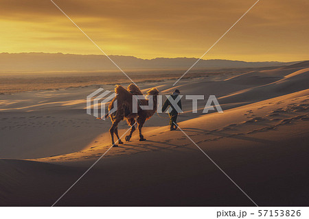 Camel going through the sand dunes on sunrise. Camel going through the sand dunes on sunrise. 57153826