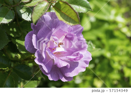 バラ ブルーフォーユー バラ ブルーフォーユー 57154349