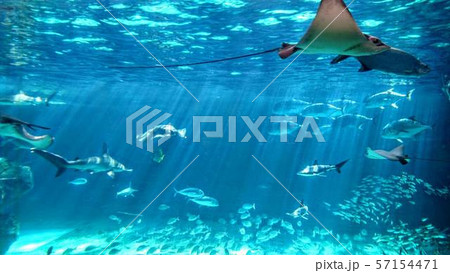 水槽の魚 水槽の魚 57154471