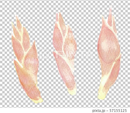 ミョウガ ミョウガ 57155125
