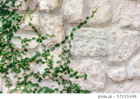 Stone wall covered with the green ivy (Hedera). 57155349