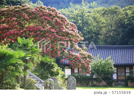 蔓延社 全羅南道 韓国 57155639