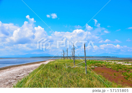 トドワラ トドワラ 57155805