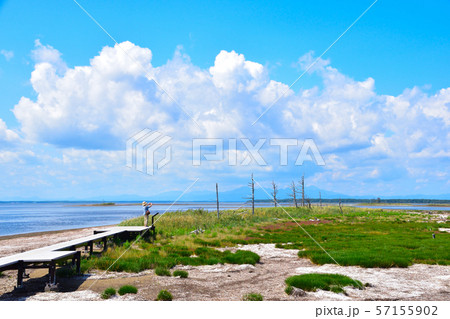 トドワラ 57155902