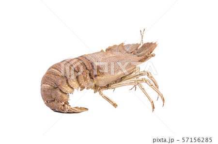 Stomatopods isolated on white background with clipping path , dry specimen animal marine . 57156285