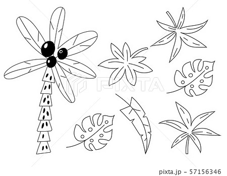 Palm tree. Hand drawn branches and leaves of tropical plants. Outline style on the white background. 57156346