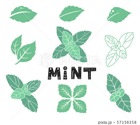 Blue mint leafs. Icons and silhouettes set. Leaves and branches. Vector illustration isolated on a 57156358