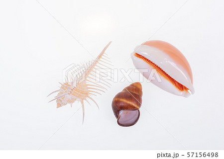 set of various mollusk shells on white background. 57156498
