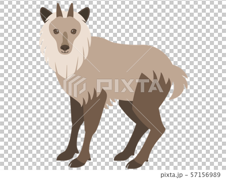 Illustration of Japanese serow 57156989