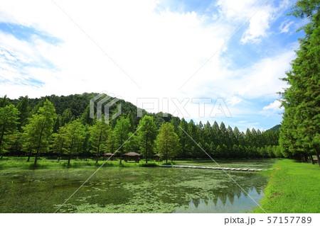 街路樹 メタセコイア 一本道 57157789