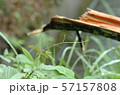 めげない 57157808