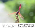 とんぼ 57157812