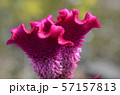 癒し 57157813