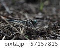 休憩 57157815