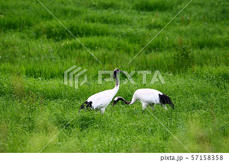 タンチョウ(野生) タンチョウ(野生) 57158358