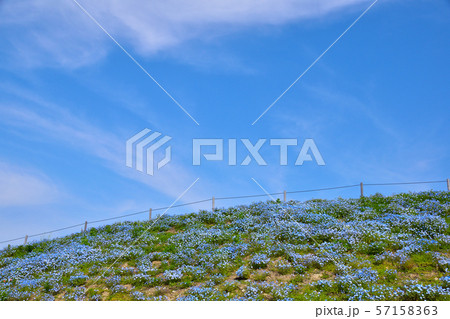 ネモフィラの丘 57158363
