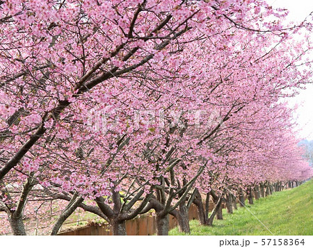 河津桜　かんなみの桜　 57158364