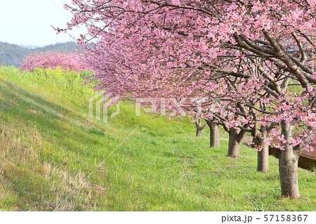 河津桜　かんなみの桜　 57158367