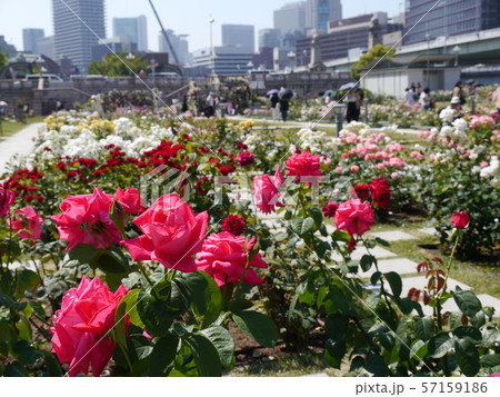 中之島公園のバラ園（中之島バラ園） 57159186
