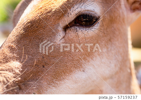 deer long muzzle brown dark black eyes wild animal 57159237