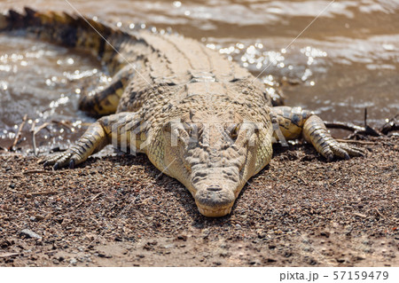 big nile crocodile, Awash Falls Ethiopia big nile crocodile, Awash Falls Ethiopia 57159479