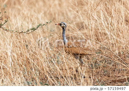 african bird white-bellied bustard, Ethiopia 57159497