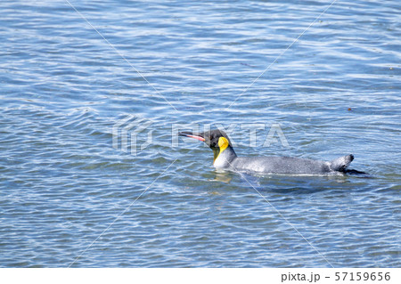 King penguin on Martillo island beach, Ushuaia 57159656
