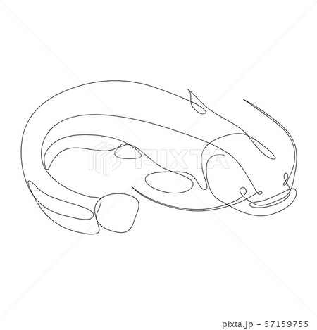 Catfish illustration drawn by one line. Minimalist style vector Catfish illustration drawn by one line. Minimalist style vector 57159755