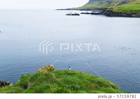 Atlantic puffin from Borgarfjordur fjord, east 57159782
