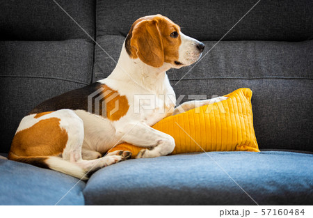 Dog lying, sleeping on the sofa on yellow pillow. Canine background 57160484