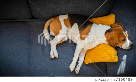 Dog lying, sleeping on the sofa on yellow pillow. Canine background Dog lying, sleeping on the sofa on yellow pillow. Canine background 57160488
