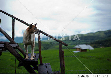 The dog and the stairway view 57160523