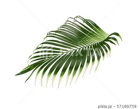 tropical green palm leaf tree isolated on white tropical green palm leaf tree isolated on white 57160759