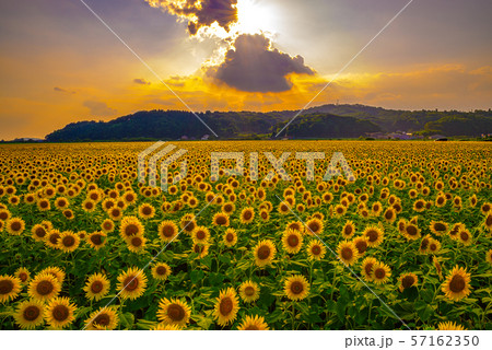 夕日に照らされるひまわり畑（栃木県益子町） 57162350