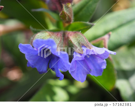 プルモナリア プルモナリア 57162381