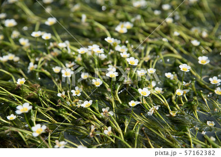梅花藻 醒ヶ井 梅花藻 醒ヶ井 57162382