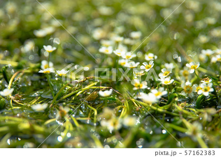 梅花藻 醒ヶ井 梅花藻 醒ヶ井 57162383