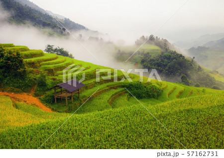 Paddy rice terraces, agricultural fields in Paddy rice terraces, agricultural fields in 57162731