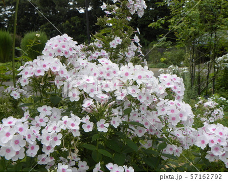 フロックス パニキュラータ ノーラレイの綺麗な花の写真素材